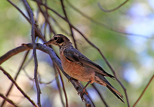 Turdus migratorius - Parco di Yosemite